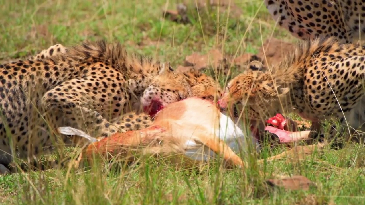 野生非洲猎豹联盟在森林里吃肉的史诗镜头。非洲猎豹兄弟猎鹿的画像视频素材