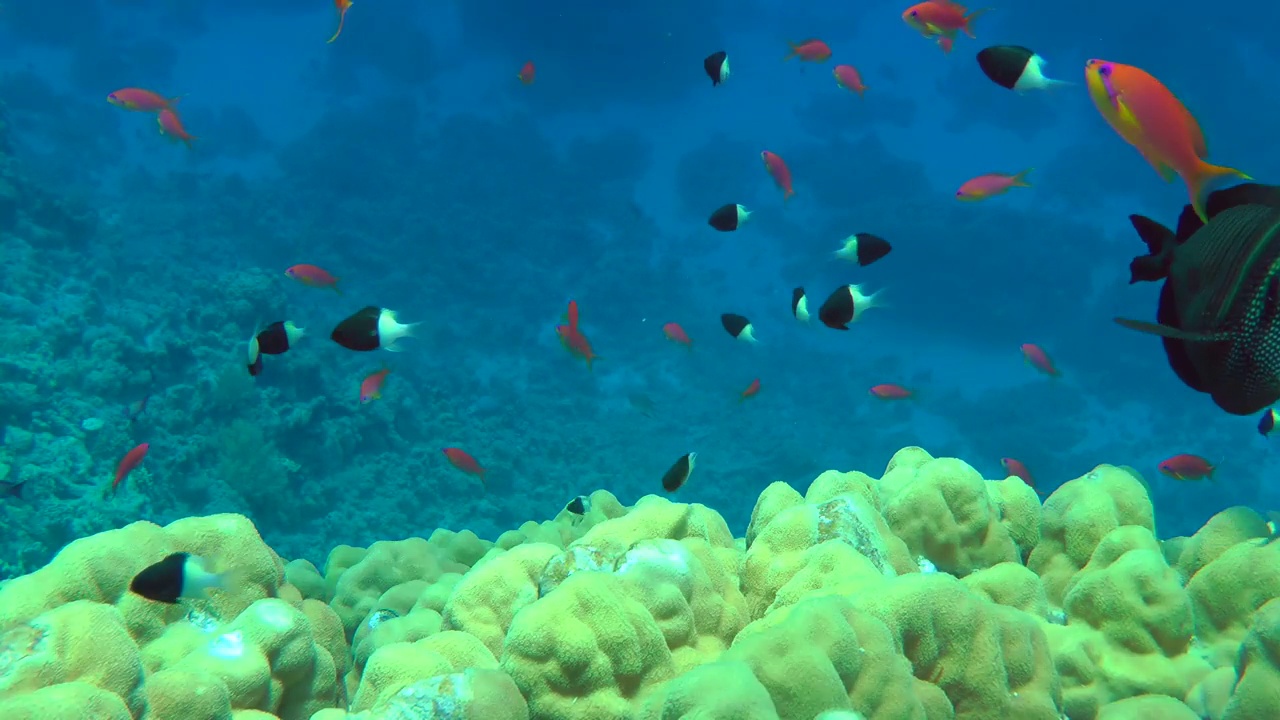 靠近珊瑚礁的红海帆鳍塘。视频下载