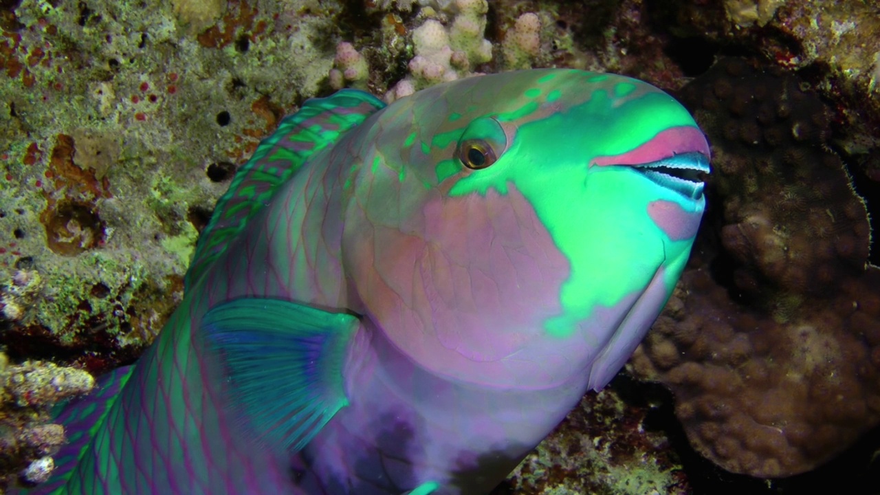 重喙鹦嘴鱼晚上在珊瑚附近睡觉。视频下载