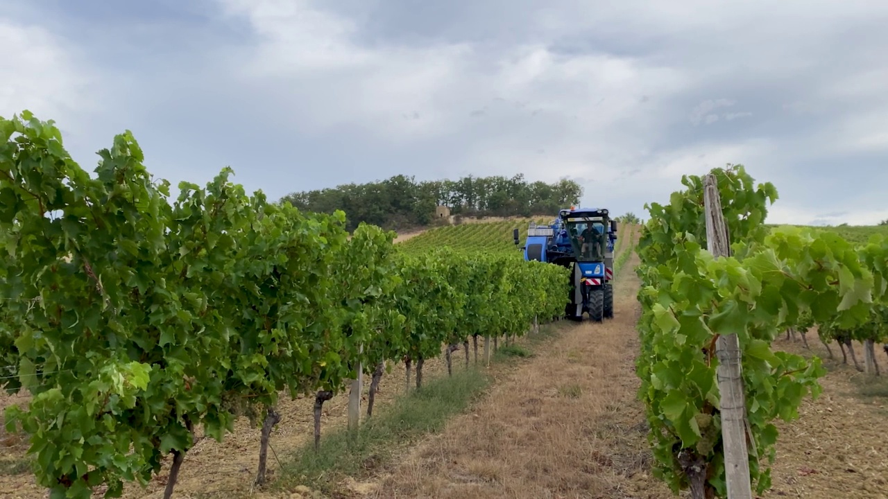 在法国的农场里机械化收割葡萄视频下载