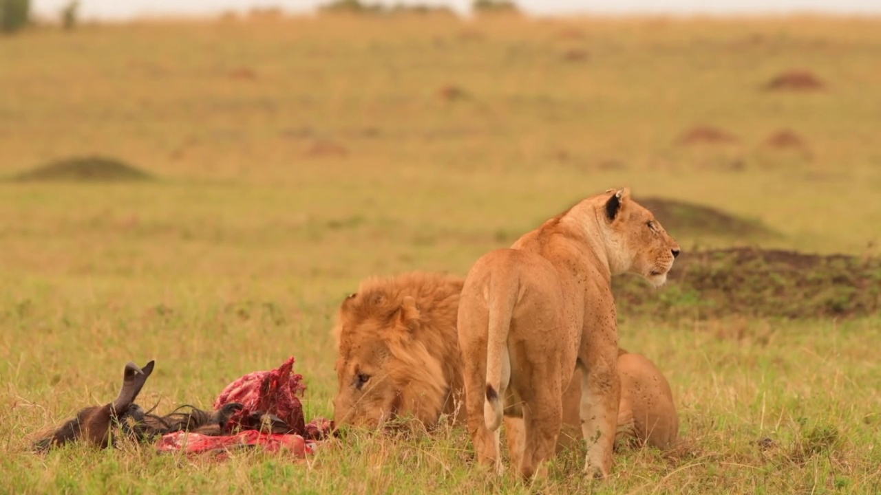 一头野生雄性非洲狮和雌狮在森林里休息。非洲草原上的野生非洲狮和母狮一起吃肉视频素材