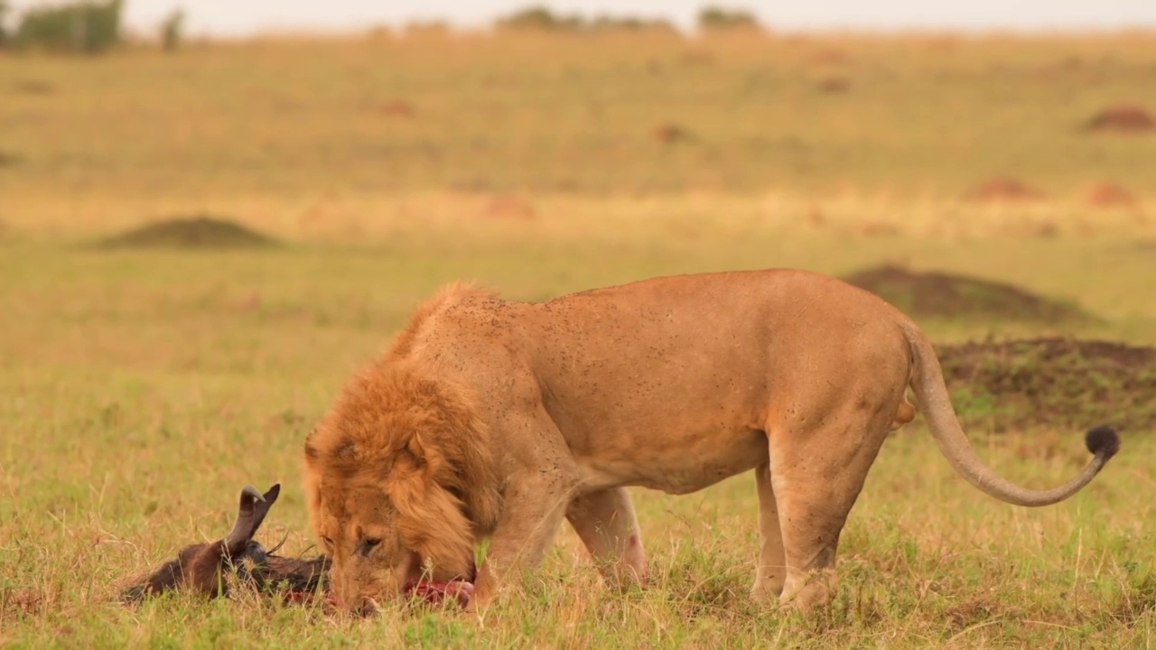 一头野生雄性非洲狮在森林里吃肉。非洲草原上，一只雄性非洲狮正走向镜头视频素材