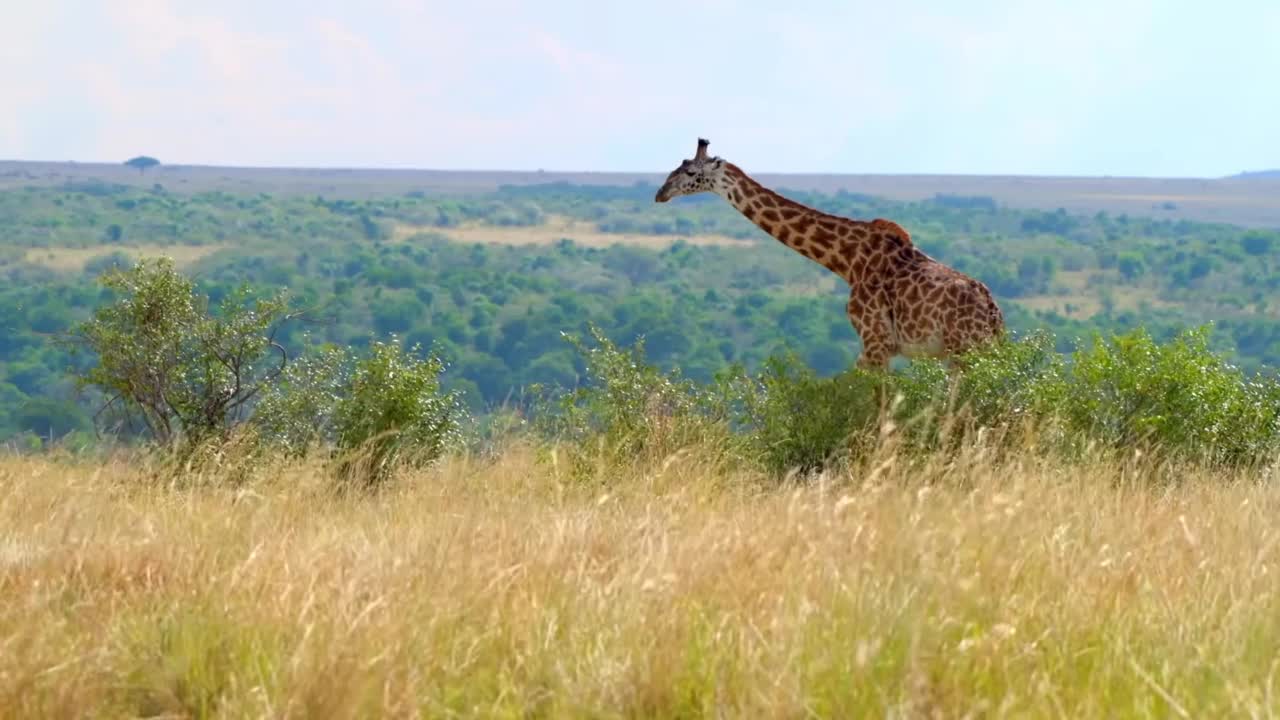 野生非洲长颈鹿和可爱的小长颈鹿在森林里散步的镜头。森林中的非洲野生长颈长颈鹿视频素材