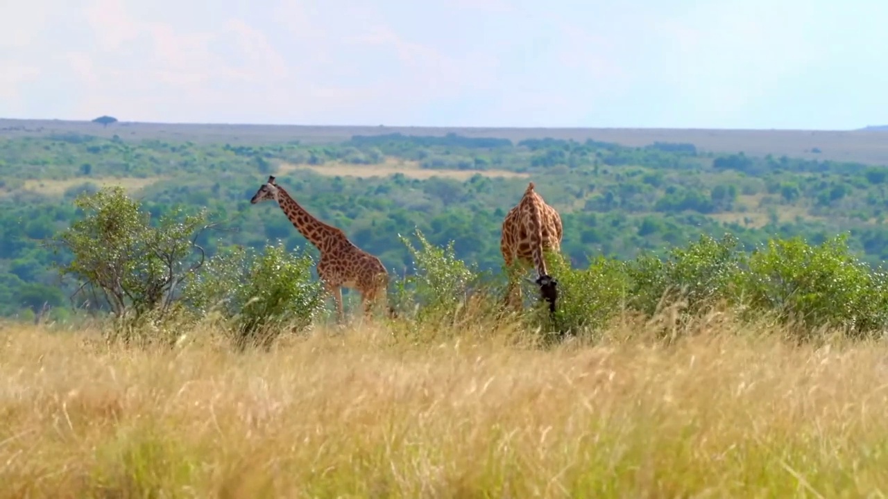 可爱的小长颈鹿和长颈鹿妈妈在森林里散步的镜头。野生非洲长颈鹿在森林里吃草视频素材