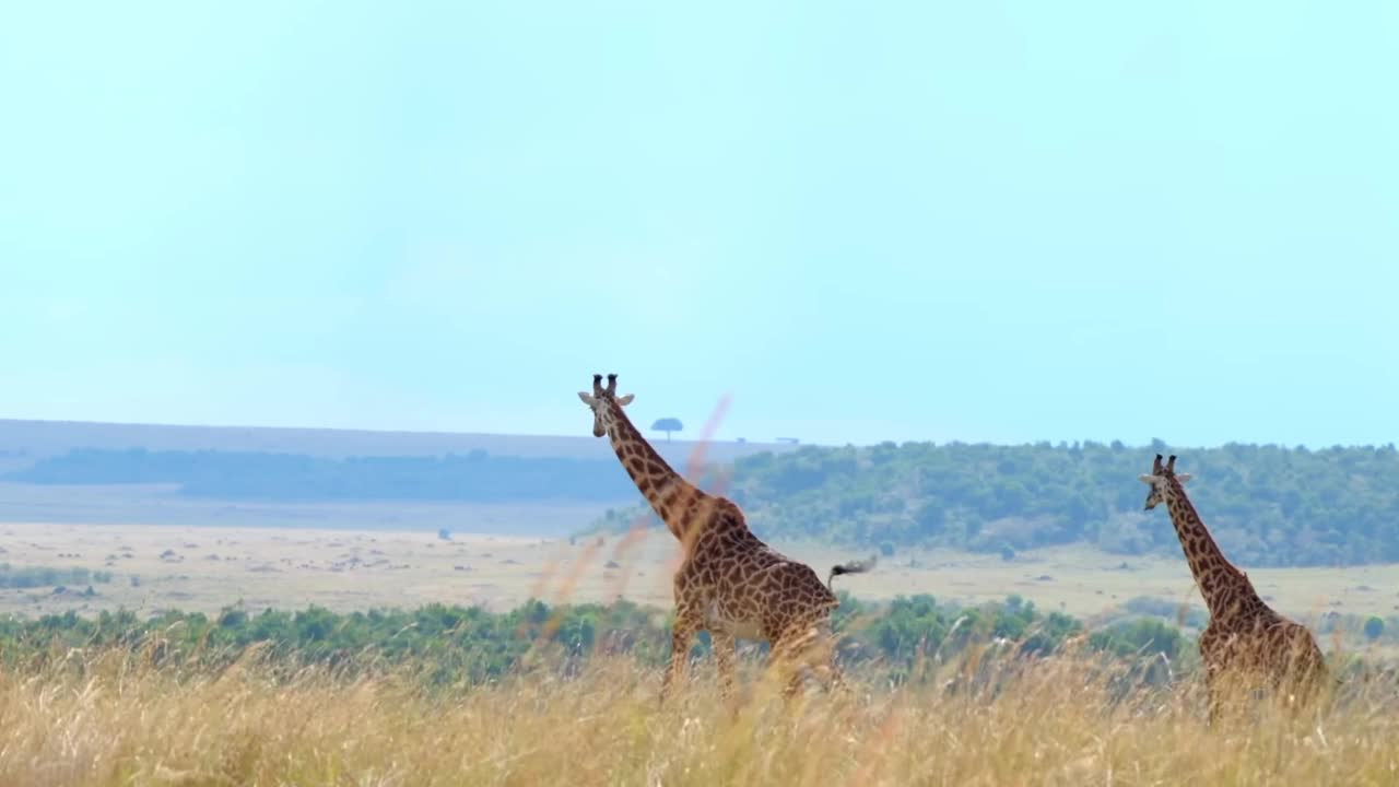 非洲长颈长颈鹿和小长颈鹿崽在森林里散步的镜头。非洲长颈鹿的肖像和小长颈鹿在森林里视频素材