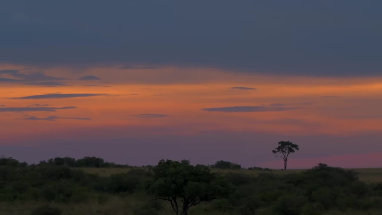 美丽的自然风光和南非森林的日落景色。森林中的树木和森林剪影视频素材