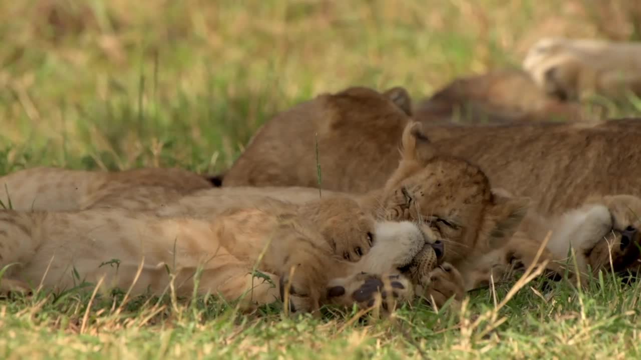 两只刚出生的小狮子在森林里的草地上一起玩耍。森林里两只刚出生的小狮子幼崽的库存视频视频素材