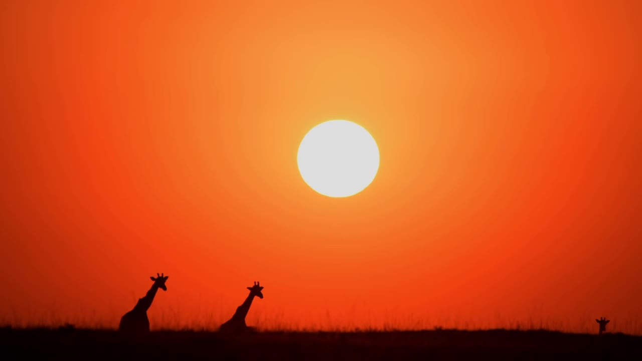 史诗般的镜头，四只非洲长颈鹿的剪影走在森林里。南非长颈鹿的正面视频素材