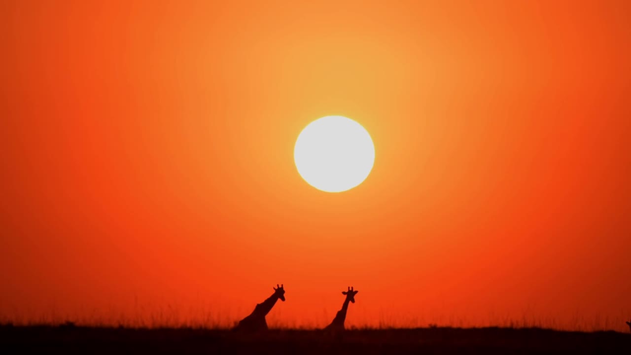 森林中野生非洲长颈鹿的剪影。肯尼亚野生非洲长颈鹿群的史诗镜头视频素材