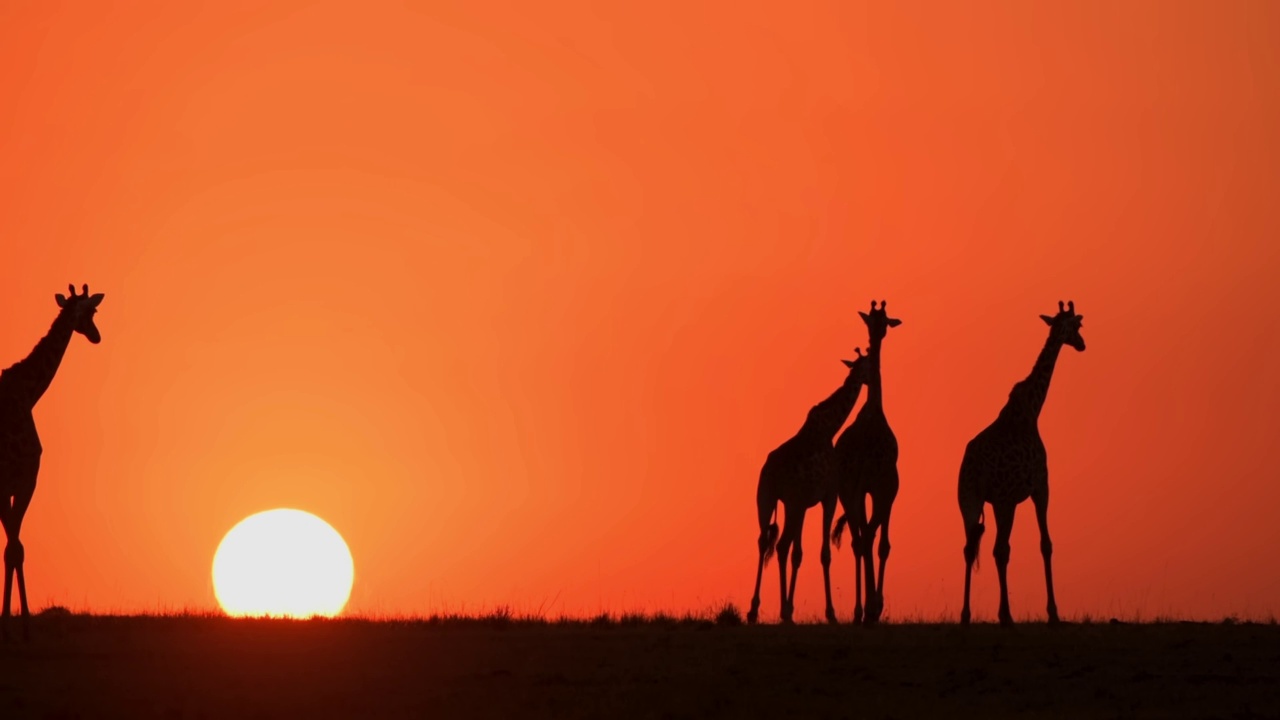 野生非洲长颈鹿群在森林中行走的史诗镜头。肯尼亚四只非洲长颈鹿的剪影视频素材