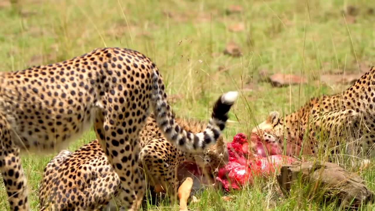 这是非洲猎豹兄弟联盟在森林里吃肉的史诗镜头。大草原上斑点猎豹联合进食的正面照片视频素材