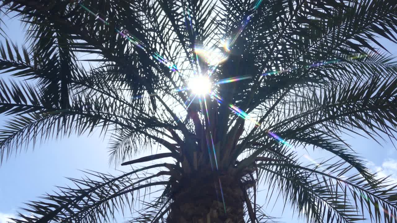 阳光透过棕榈树照射在蓝天上视频素材