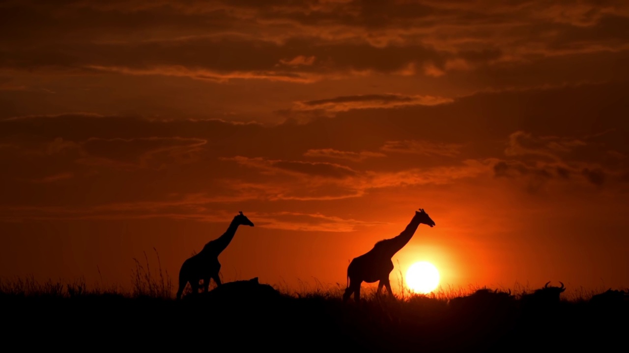两个非洲长头长颈鹿群在日落时分在肯尼亚散步的史诗镜头。森林中的野生非洲长颈鹿剪影视频素材