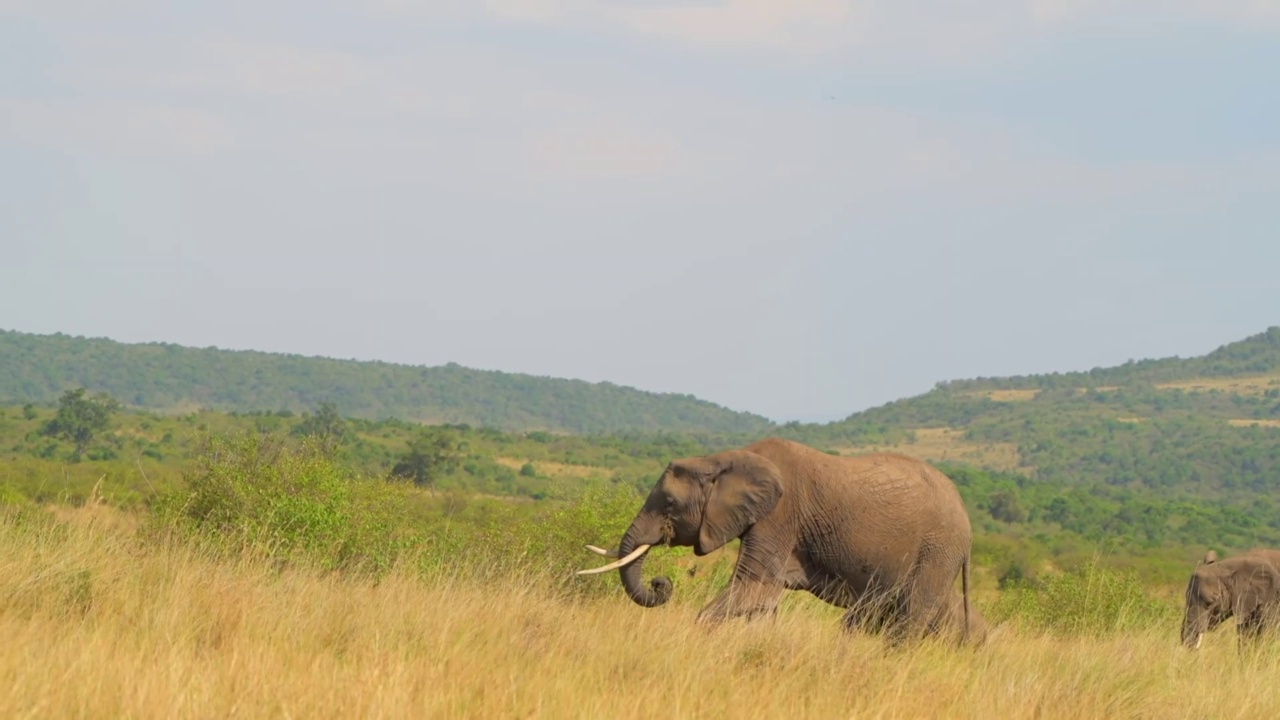 野生非洲象在森林中行走的肖像。象牙巨型野生非洲象在森林中行走的股票视频视频素材