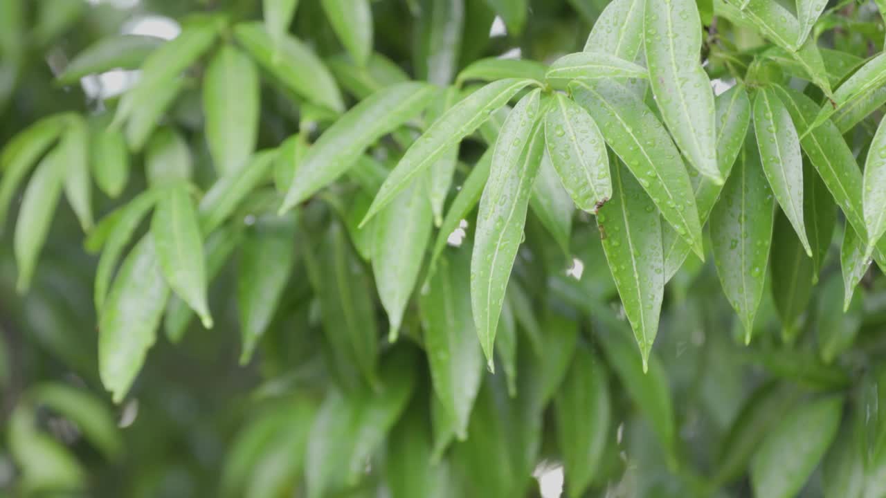 树上的叶子和滴着的雨滴特写与美丽的散景在落下的雨的背景。雨天的树叶。视频素材
