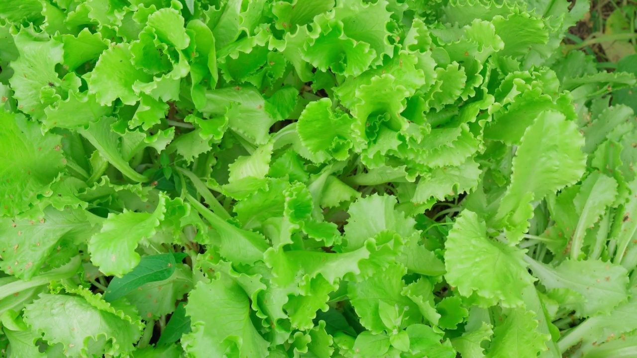 绿栎莴苣和绿大头菜。植物收获和健康有机食品的概念。视频下载
