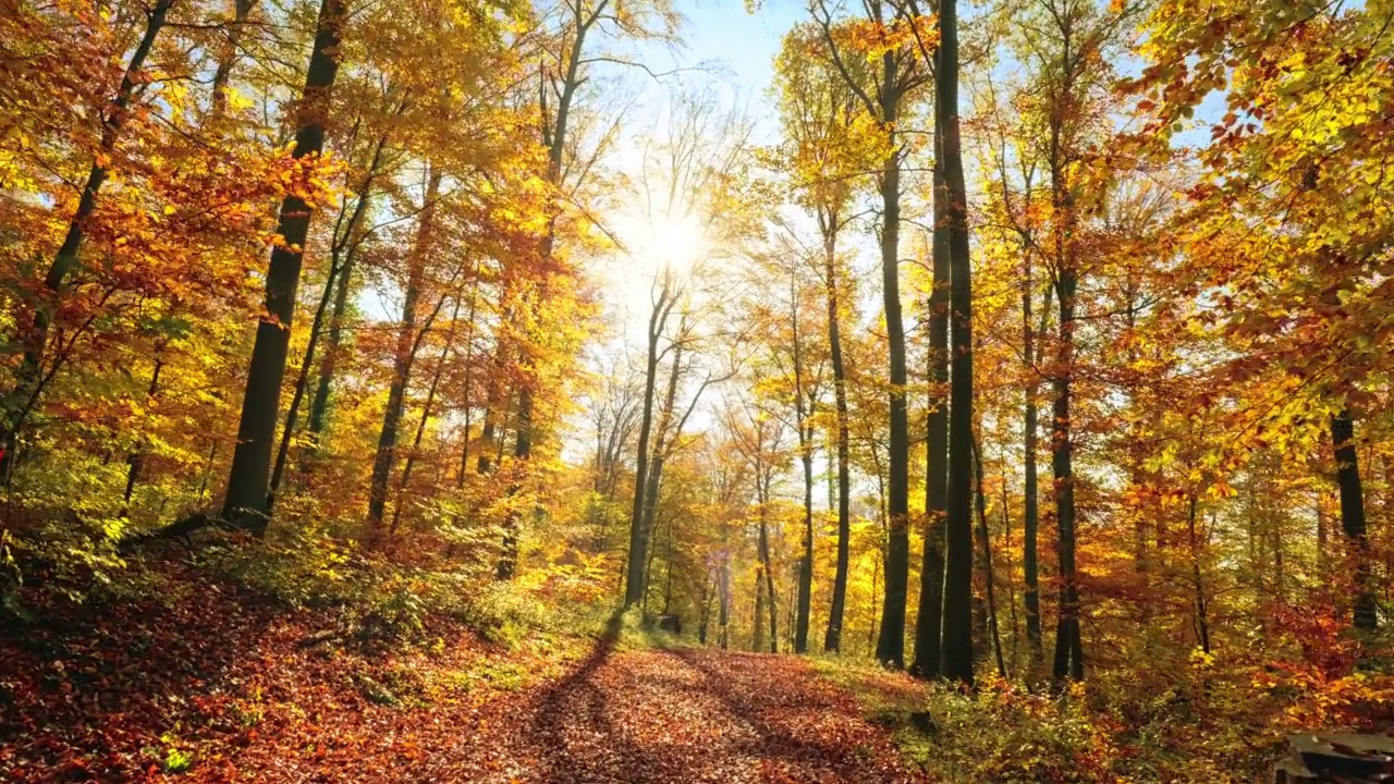 金色的森林在一个阳光灿烂的秋天视频素材