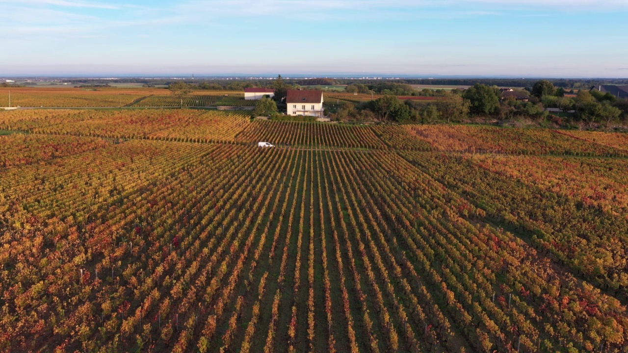 勃艮第葡萄园的秋天视频素材