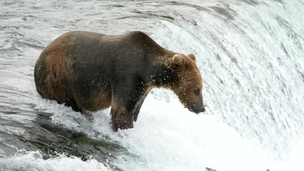 棕熊在阿拉斯加卡特迈国家公园布鲁克斯瀑布三次尝试后捕获红鲑鱼-慢动作视频素材