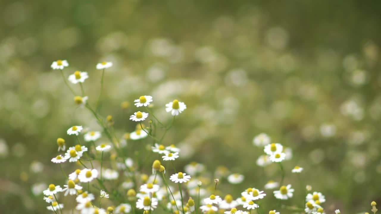 草地上的雏菊视频素材