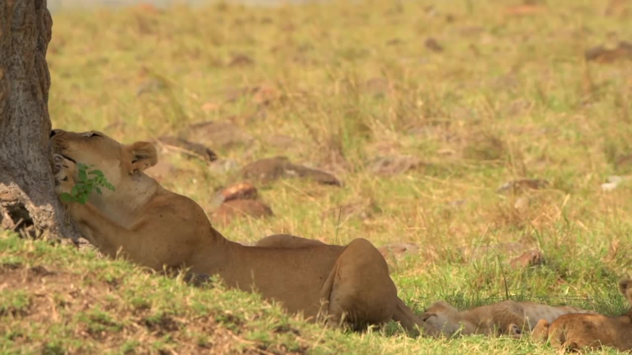 在大草原上，一头野生非洲母狮和刚出生的小狮子玩耍。野生雄性非洲刚出生的幼狮和母狮在森林里视频素材
