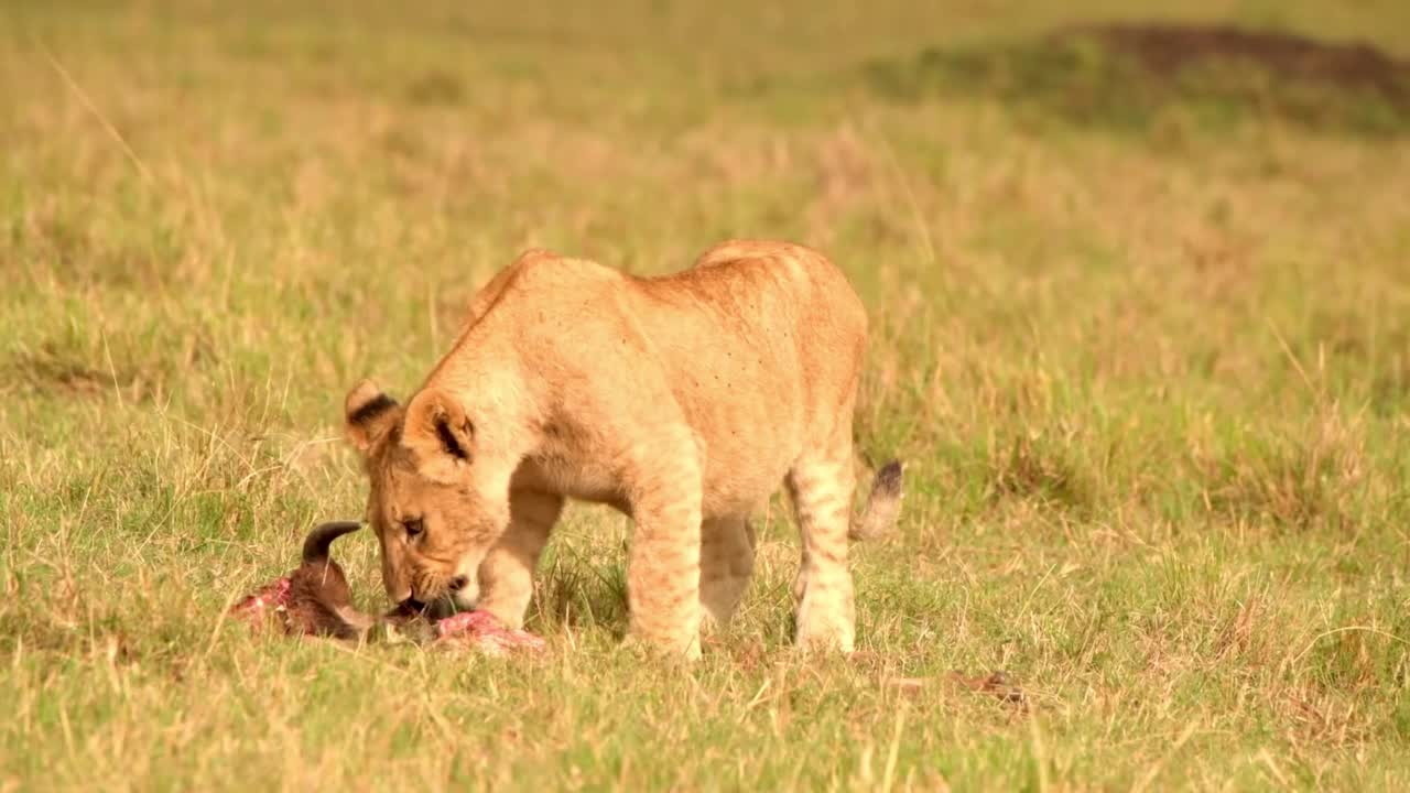 一只刚出生的小狮子在南非森林里玩耍。非洲小狮子幼崽的特写库存视频视频素材