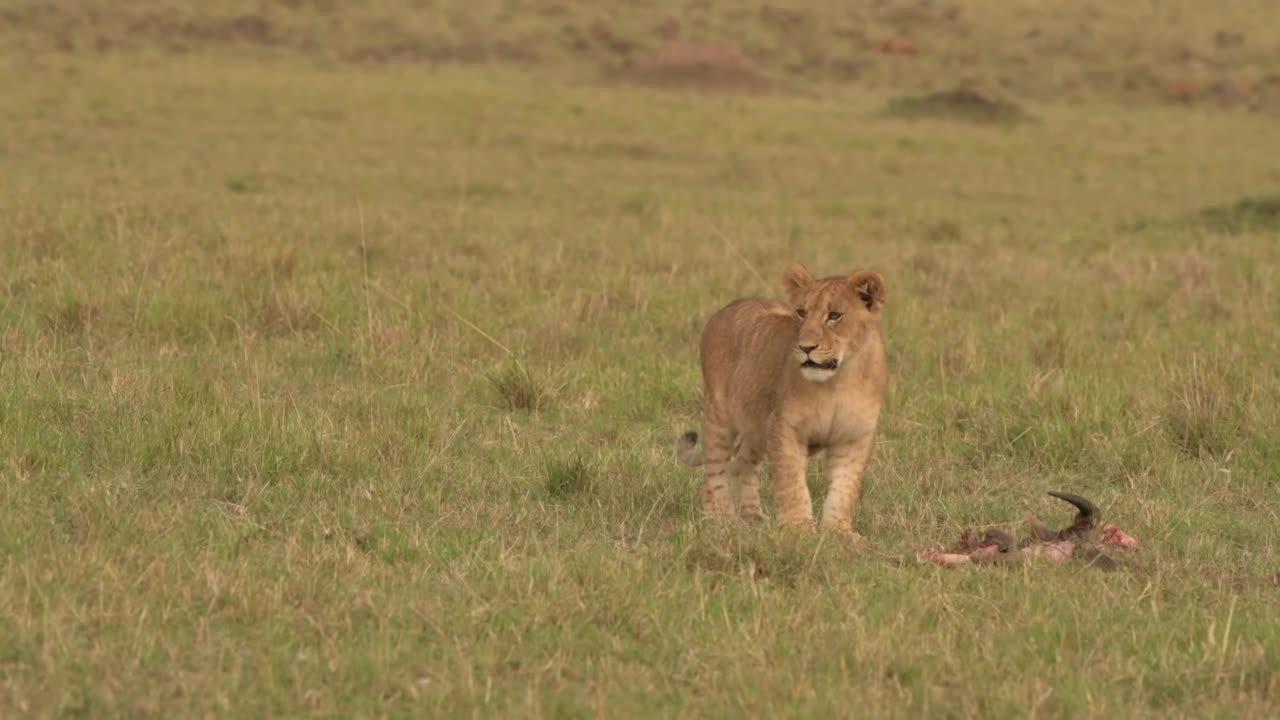 一只刚出生的小狮子在森林里的草地上休息。野生非洲狮幼崽在森林里吃肉视频素材