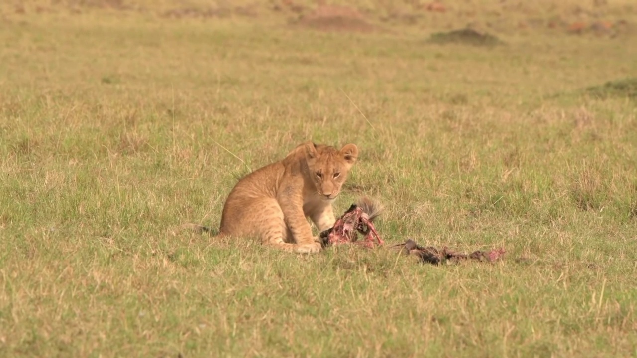 刚出生的小狮子在森林里吃肉。史诗般的镜头，一只野生非洲狮幼崽在森林的草地上休息视频素材