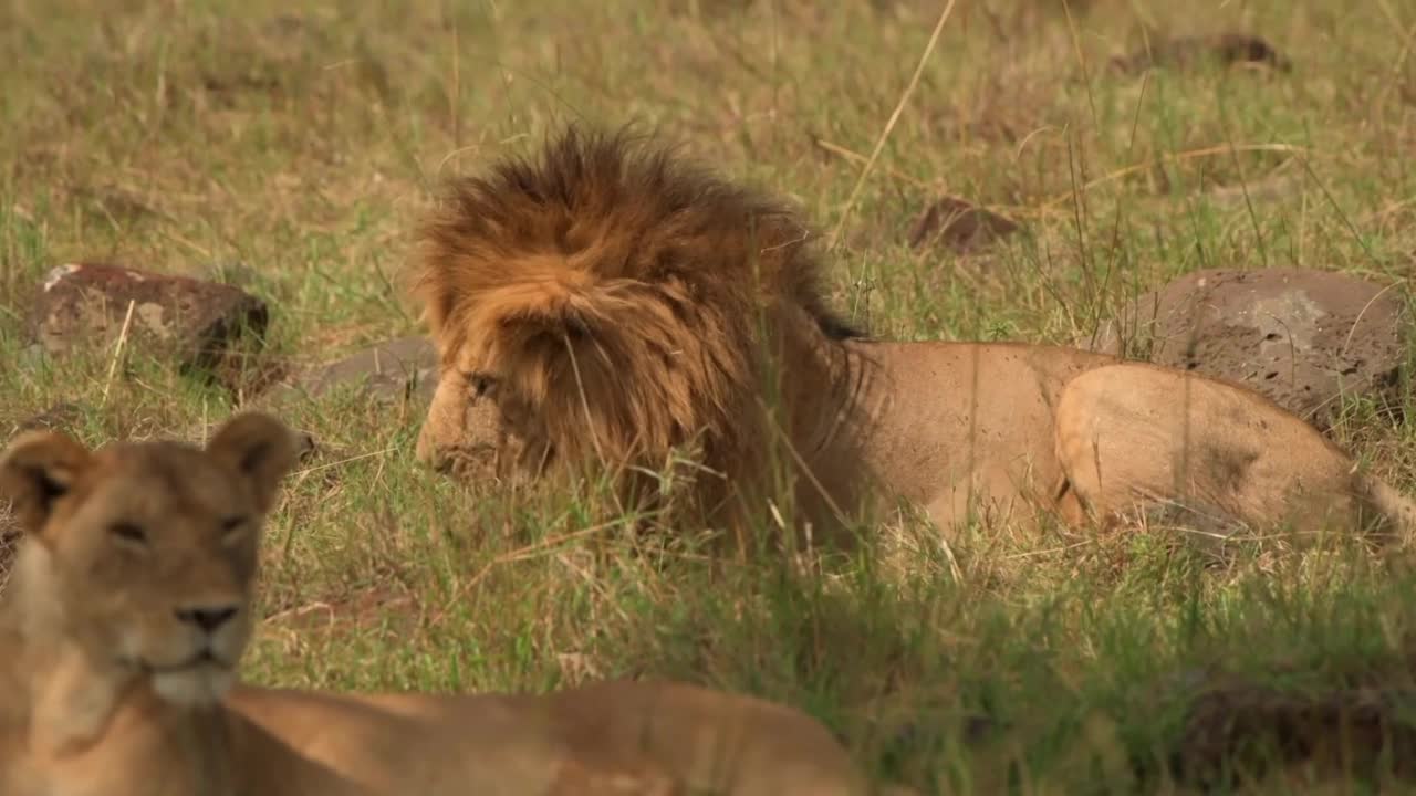 在森林里，一只成年雄性非洲狮和母狮在草地上休息的特写。狮子和母狮在森林里的史诗镜头视频素材
