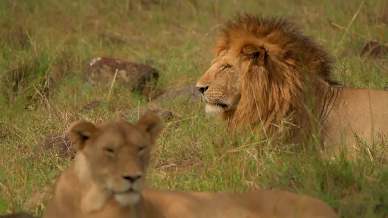 野生成年雄狮和母狮在森林中休息的史诗镜头。一只野生非洲母狮和一只成年雄狮坐在草地上的特写镜头视频素材