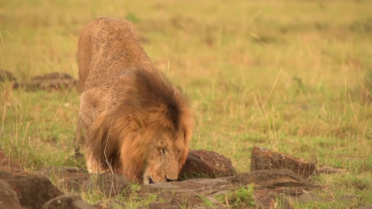 一头野生雄性非洲狮在森林里喝水的壮丽前景。大草原上一只野生成年雄狮的特写视频素材