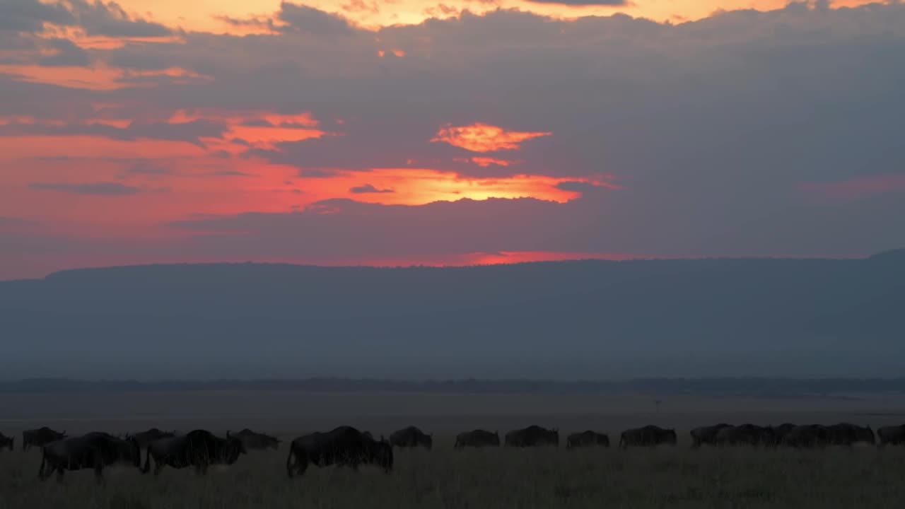 美丽的森林和南非森林的自然剪影。野生非洲角马的剪影走在森林里视频素材