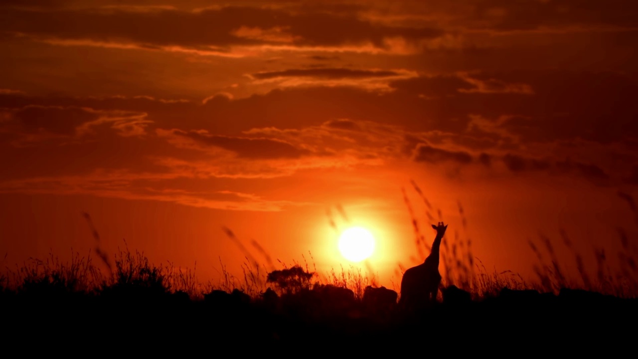 日落时分，非洲长颈鹿在森林中行走的史诗镜头。日落时分，非洲长颈鹿在森林中行走的正面视图视频素材