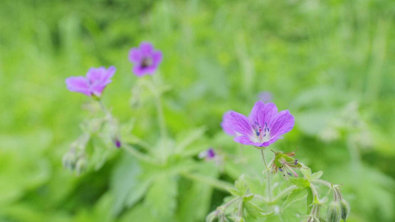 西弗吉尼亚州的野花。紫色的野生天竺葵或黄斑天竺葵，以彩色的绿色草地为背景。缓慢的运动。视频素材
