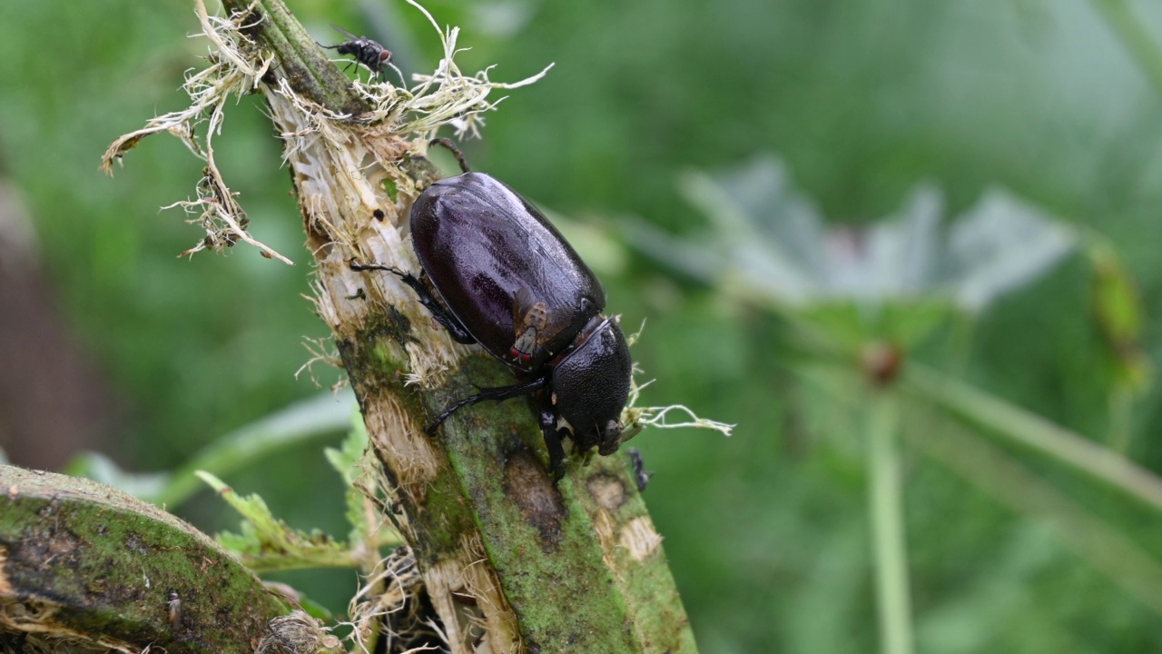特写雌性犀牛甲虫在大自然中吃秋葵视频下载