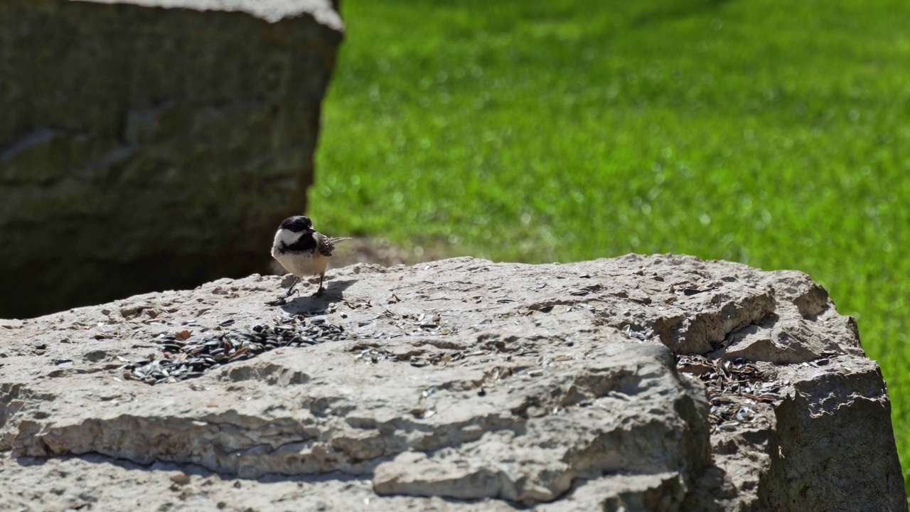 在公园森林里，黑顶山雀从巨石上捡拾并食用种子。加拿大。视频下载