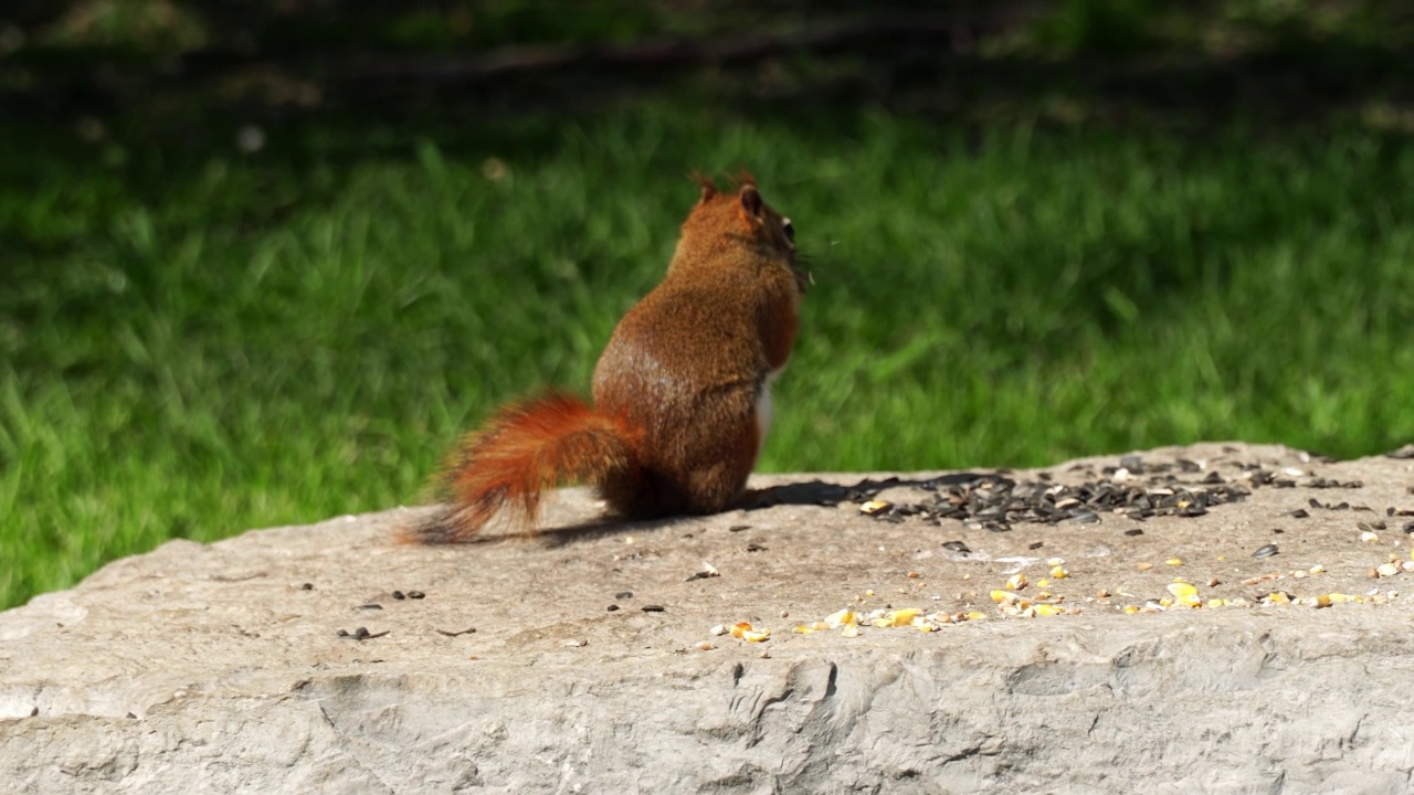 公园森林里的花栗鼠吃着巨石上的种子。夏季野生动物在加拿大苏醒。视频素材