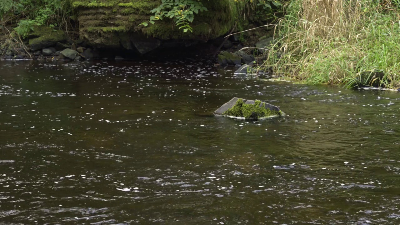 苏格兰一条小河的石头上长满了苔藓视频素材