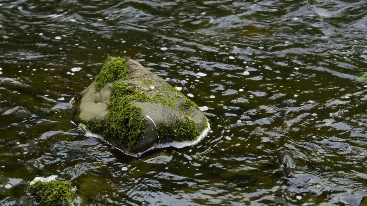 河流中一块石头的特写，上面长着苔藓视频素材