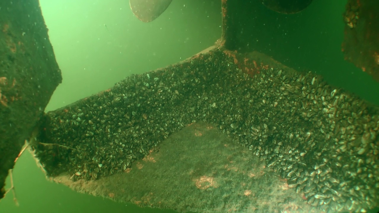 水下部分的船被斑马贻贝覆盖。视频下载