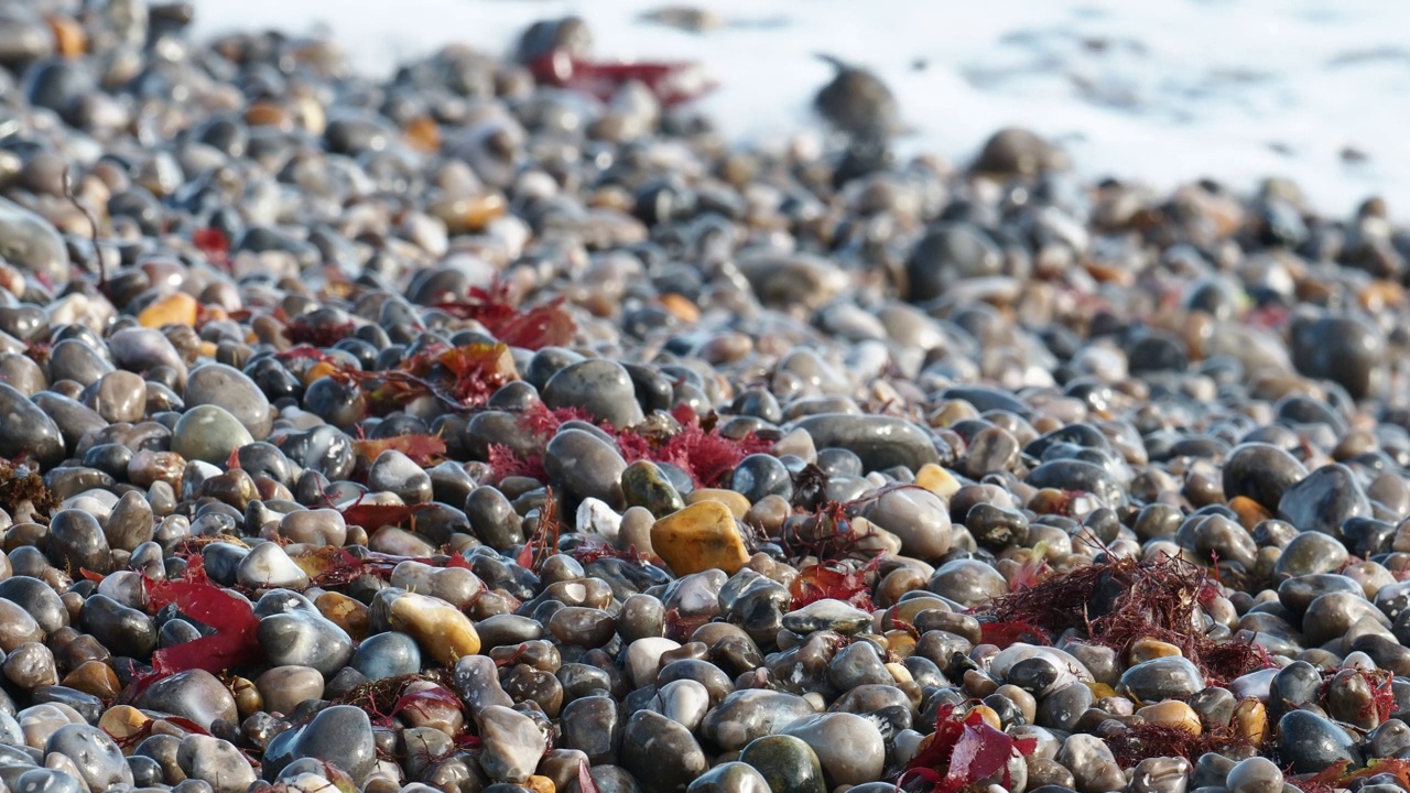 光滑的鹅卵石和海藻在淡水海滩上的怀特岛，英国。视频下载