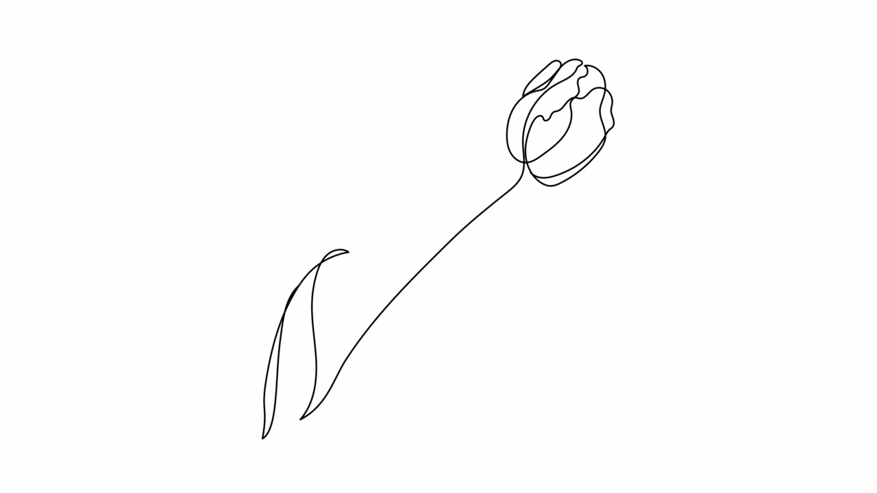 自绘制动画的郁金香花画了一条连续的线。美丽的自然花朵和叶子。视频下载