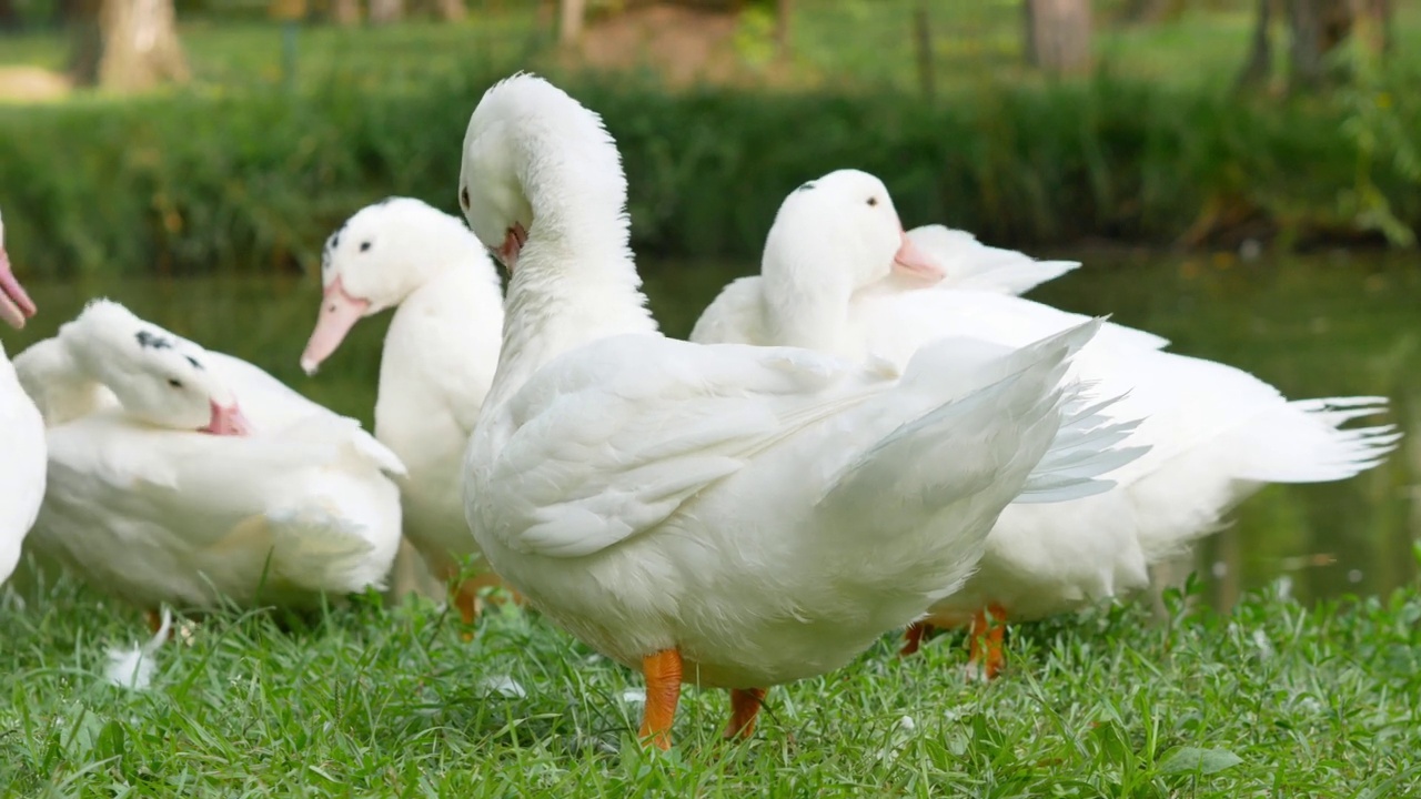 在阳光明媚的天气里，池塘里有许多白鸭用喙调整羽毛视频下载