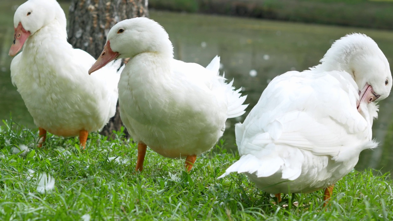 三只白色的鸭子在池塘的绿草上调整羽毛，晒太阳视频下载