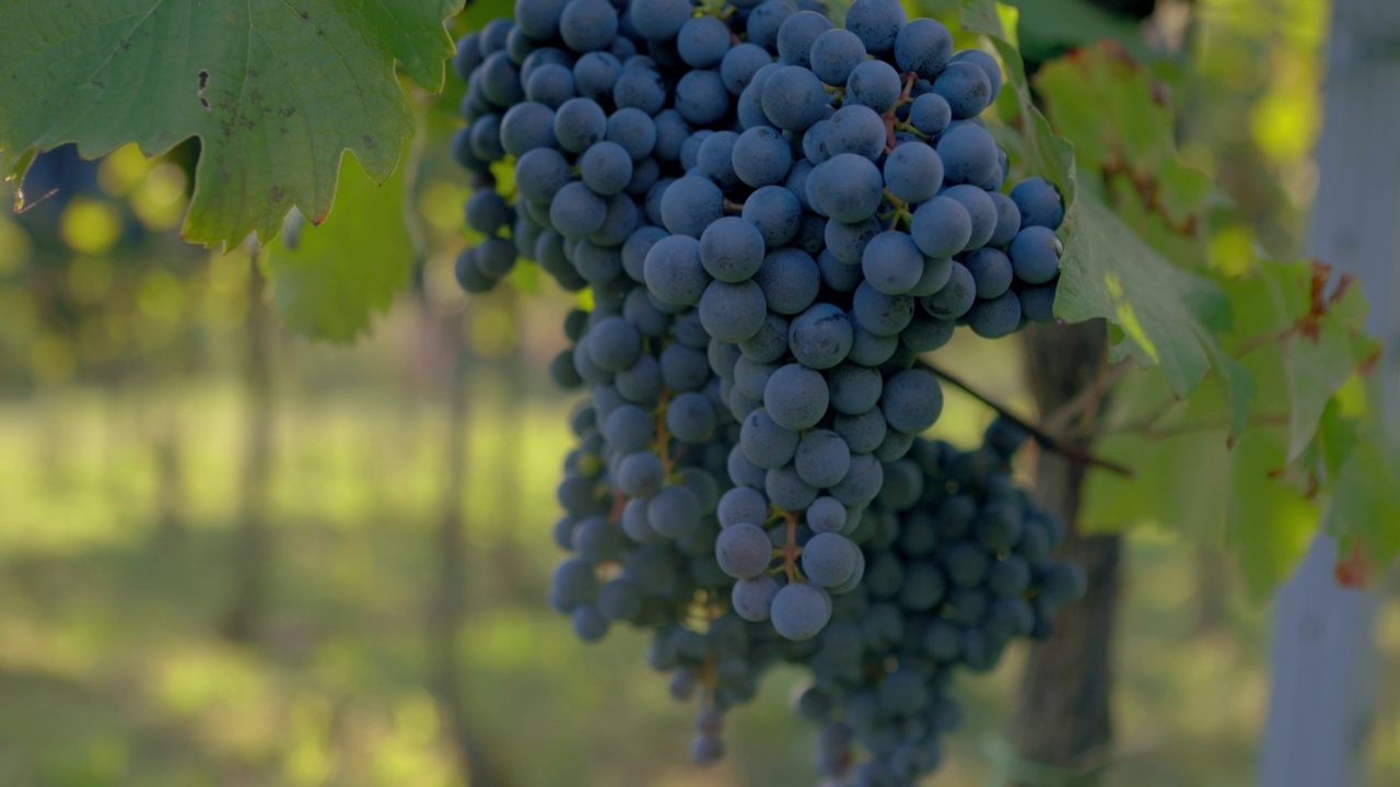 多莉开出的蓝葡萄挂在葡萄园的阳光下视频下载