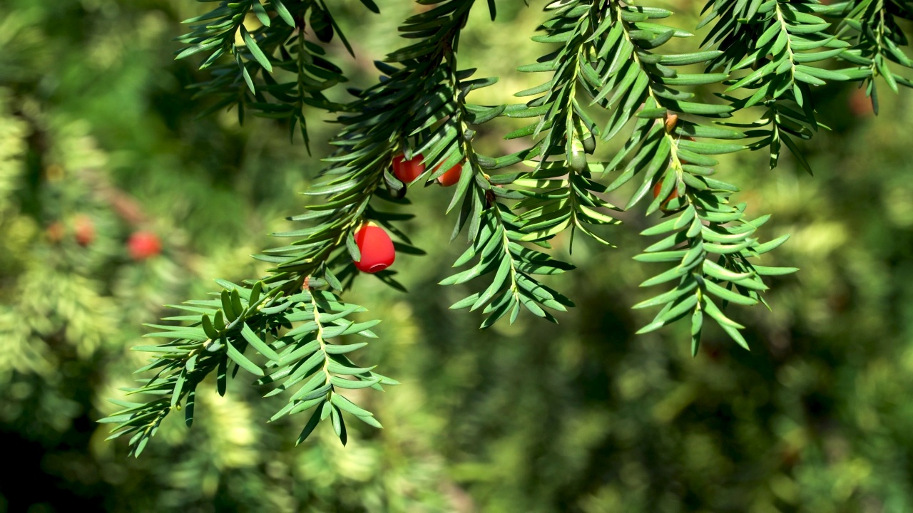 绿色树枝上的红豆杉浆果。红豆杉紫杉灌木。视频下载
