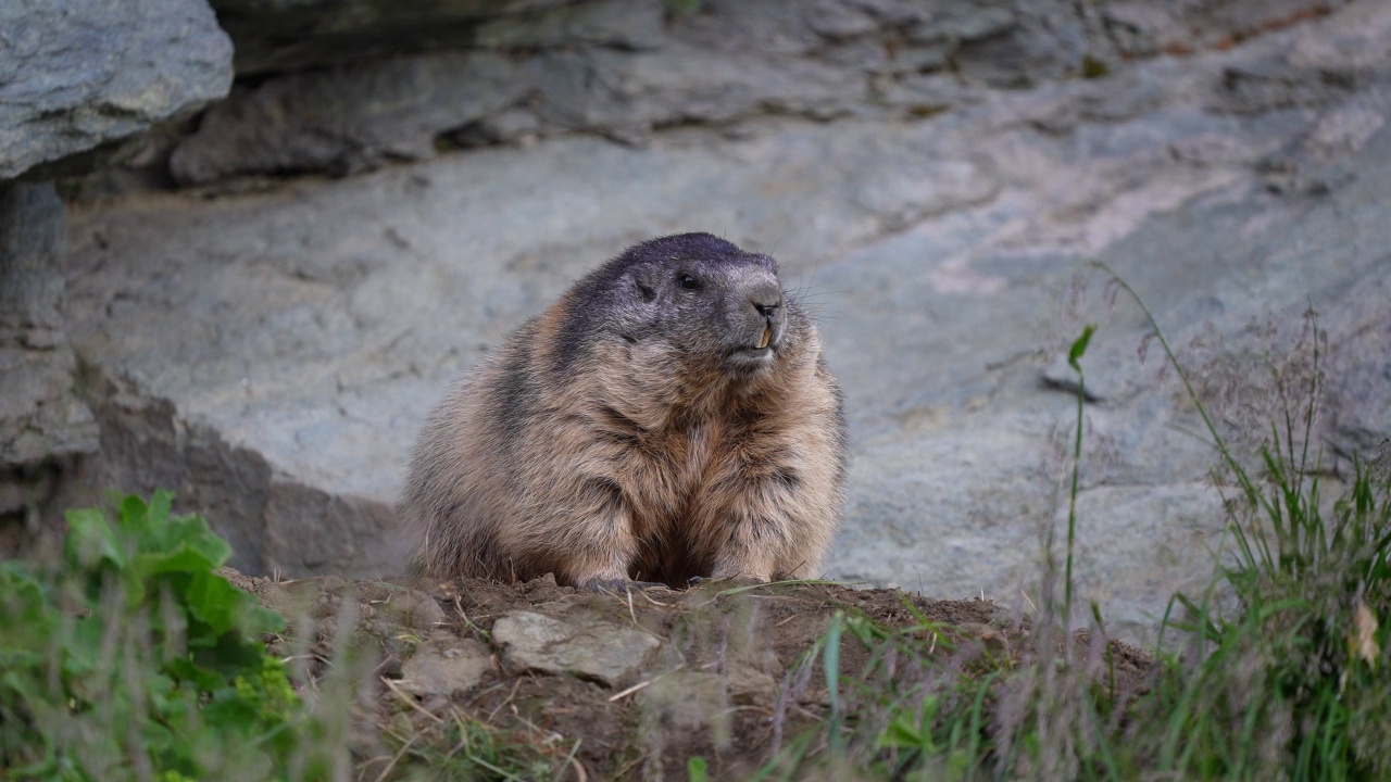 土拨鼠(Marmota Marmota)，产于山地视频素材