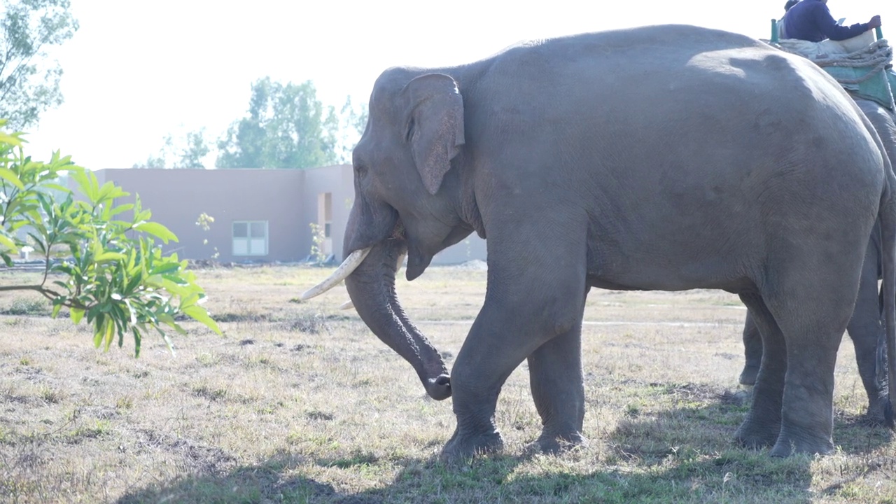 大象吃草。视频素材