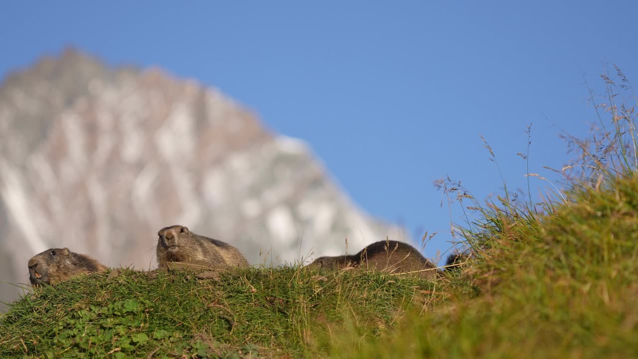 土拨鼠(Marmota Marmota)，山里两只幼崽在打架视频素材