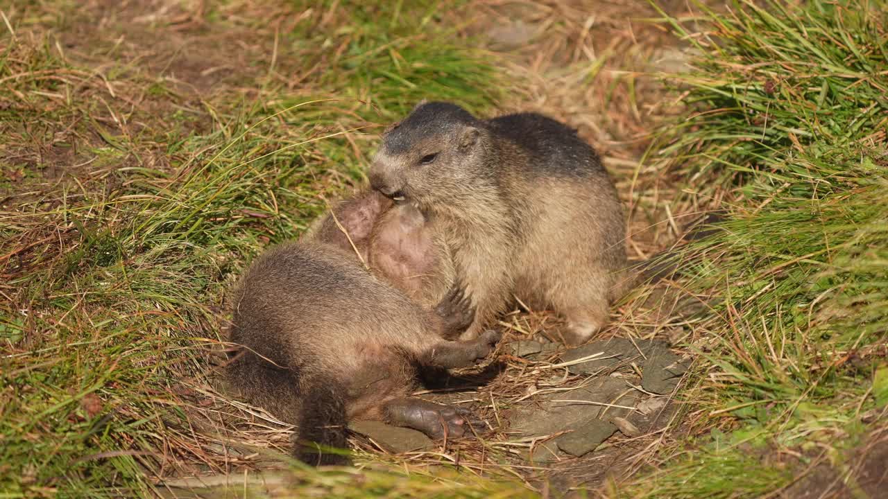 土拨鼠(Marmota Marmota)，山里两只幼崽在打架视频素材
